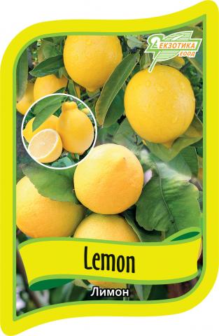 Цитрус лимон в контейнер 3 л - Средиземноморски растения