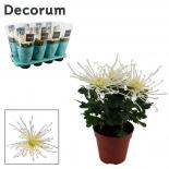Хризантема Fireworks Cream Ф13см, H35см