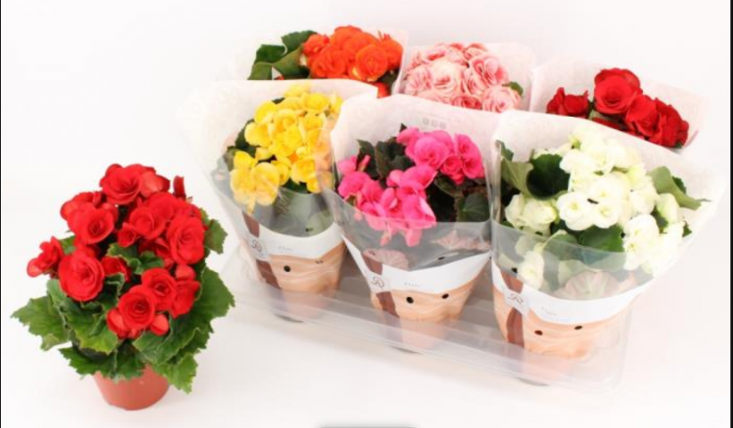 Бегония Ф14см, В.31см,El. premium - Цъфтящи