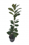Лавровишня Laurocerasus caucasius 3 л