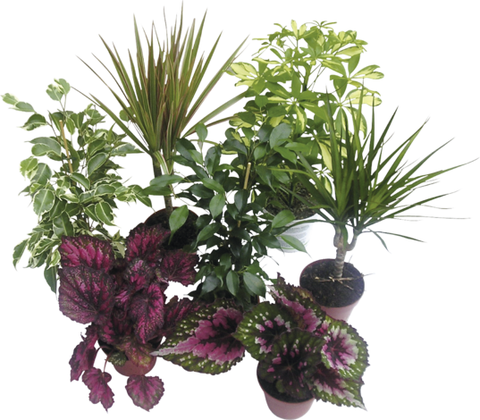 Микс зелени цветя 12 см - Зеленолистни