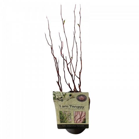 Къдрава върба Salix Tortuosa Ф12см, H35см - Листопадни храсти и дървета