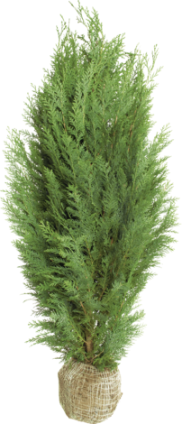 Туя или Кипарис h 80-100 см - Иглолистни храсти и дървета