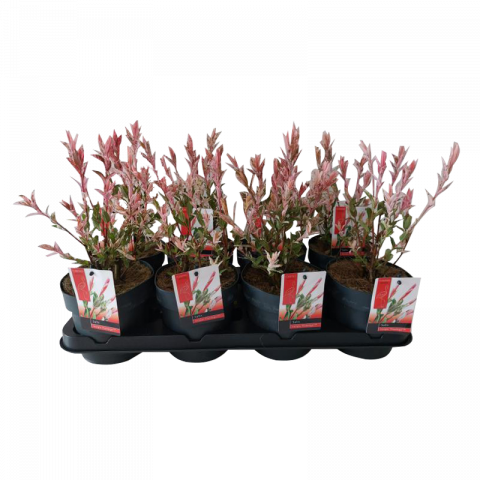 Саликс Flamingo Ф14см, H25см - Други външни растения