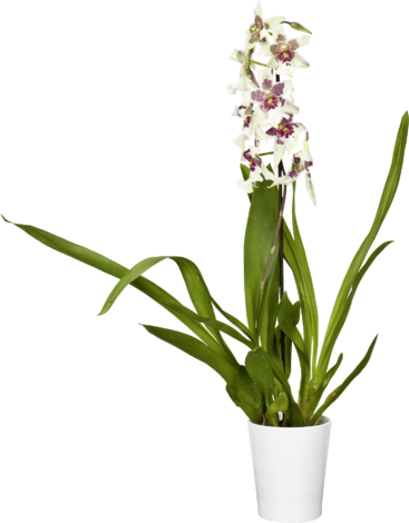 Kамбрия ф12 см, Н 65 см, снимка 3 - Орхидеи