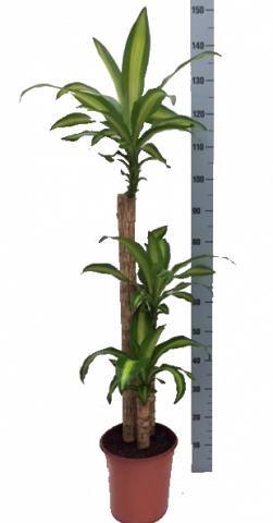 Драцена масангеана 90-45-20 - Големи растения