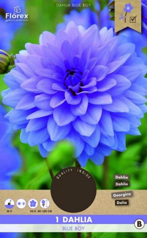 Луковици PURE Далия Blue Boy - Външни растения