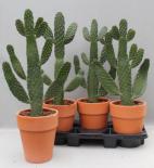 Кактус Opuntia Consolea ф18 см H65 см