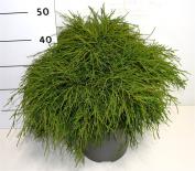 Лъжекипарис конт. 7,5 л