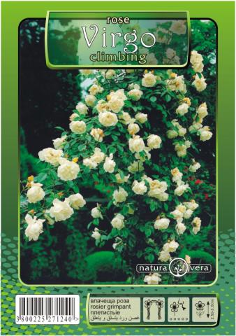 Хибрид Чаена роза 80-120см., микс, снимка 2 - Външни растения