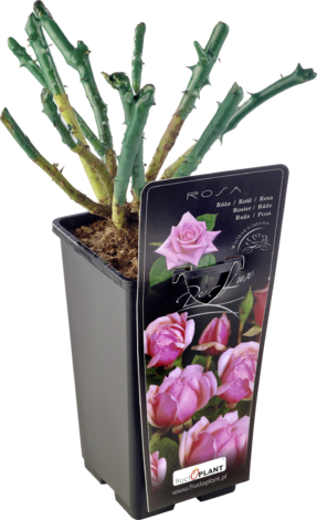 Рози в контейнер - Рози