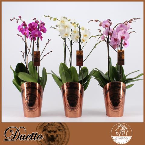 Орхидея Duetto - Орхидеи