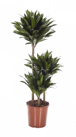 Драцена фрагранс Compacta ф21, Н110 см - Големи растения
