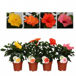 Хибискус Fiori Grande Ф13см