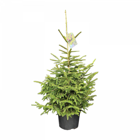 Пицеа Aureospicata Ф29см, H100см - Иглолистни храсти и дървета