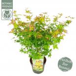 Японски клен Palmatum Little Princess ф19 см H55 см