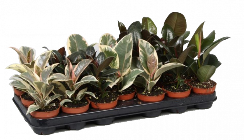 Фикус еластика - Зеленолистни