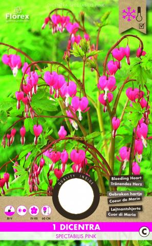 Луковици PURE Дицентра Spectabilis pink - Външни растения