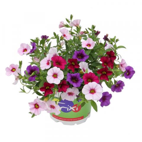 Калибрахое Трикси микс ф 12 см - Пролетни балконски цветя