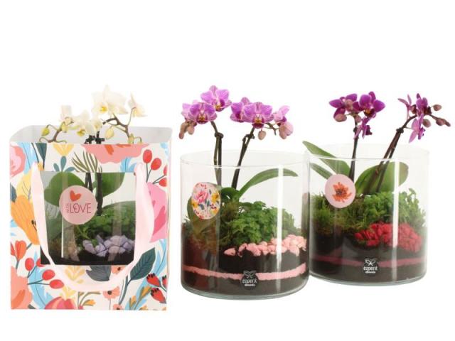 Терариум с орхидея ф17 см Н22 см - Зеленолистни