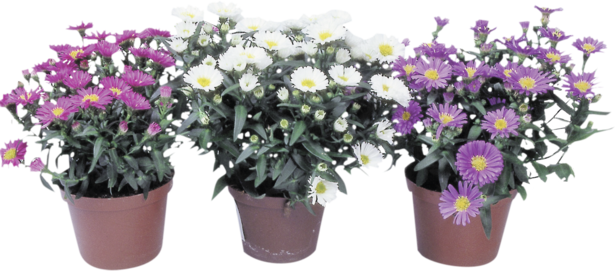 Астер (Димитровче) 10,5 см - Есенни балконски