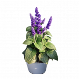 Салвия Farinacea 1л