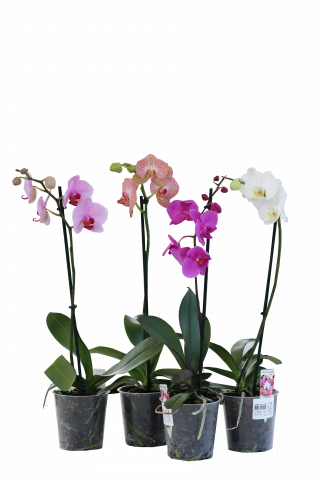 Орхидея Фаленопсис ф12,3, 1 стебло H40-60см, снимка 3 - Външни растения