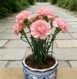 Малка полукръгла стойка за растения Rossima