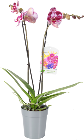 Фаленопсис специал ф12см - Орхидеи