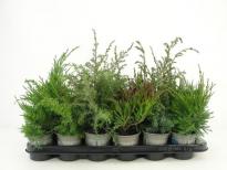 Юниперус ф9 см H15 см микс