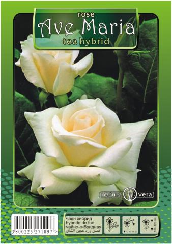 Хибрид Чаена роза 80-120см., микс, снимка 11 - Рози