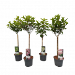 Хортензия paniculata Ф19см, H80см
