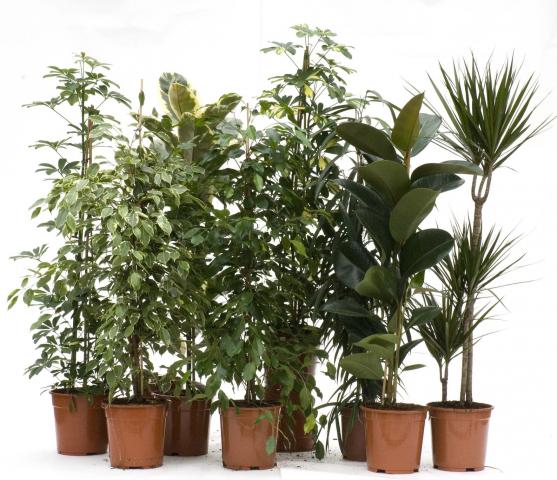 Микс зелени цветя - Големи растения