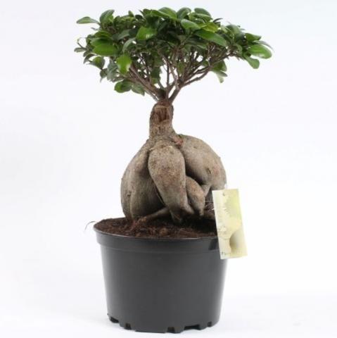 Фикус microcarpa Ginseng ф17/Н50 см, снимка 2 - Бонзаи
