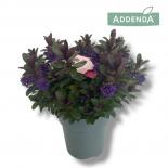 Хебе Addenda Vinoa Purple ф15 см H35 см