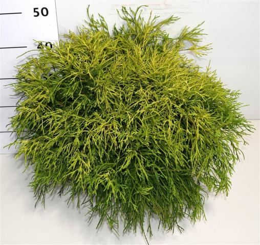 Лъжекипарис p.Sungold  конт. 7,5 л - Иглолистни храсти и дървета