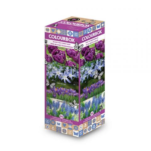 Луковици микс 66бр Blue Velvet Vertical Box - Миксове