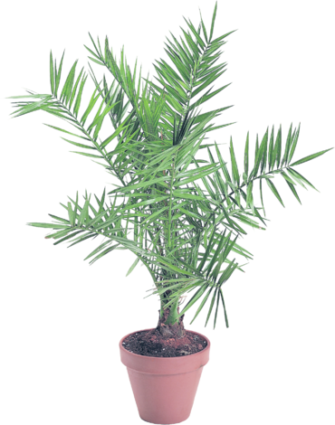 Финикова палма Ф12 - Средиземноморски растения