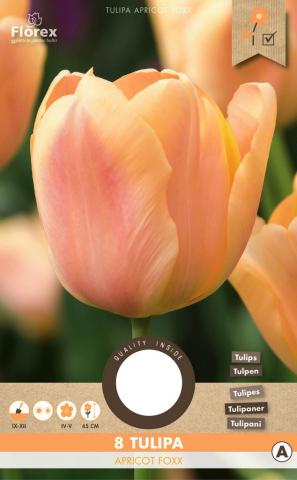 Луковици Лале Apricot Foxx 11/12см 8бр. - Лалета