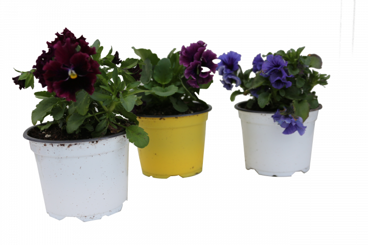 Теменужка Frizzle Sizzle микс ф10.5 см - Пролетни балконски цветя
