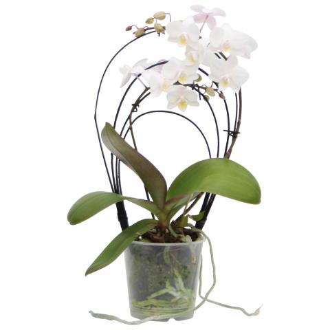 Орхидея Фаленопсис Дъга 2стебла/12+ - Орхидеи