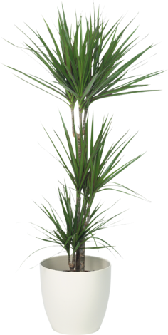 Драцена маргината - Зеленолистни