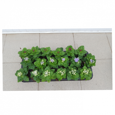 Агератум 9 см, снимка 2 - Пролетни балконски цветя