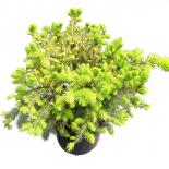 Пицеа Нидиформис 2 литра