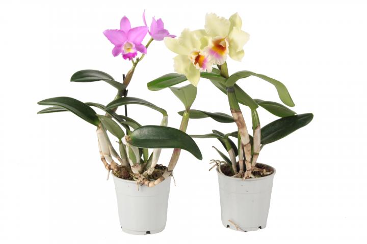 Орхидея Cattleya ф12, Н40 см, 1 стебло, 2+ цвята - Орхидеи