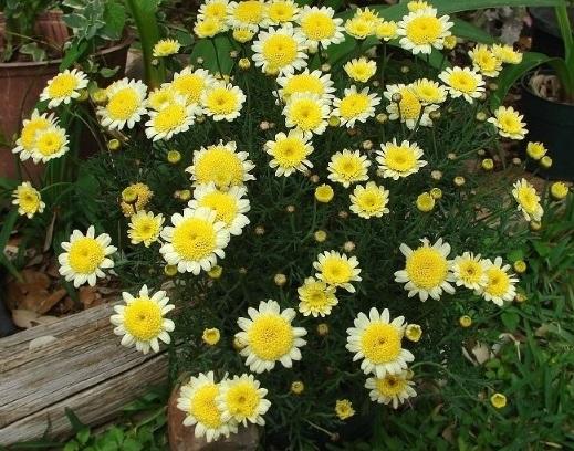 Христовидна маргарита ф14 цветна - Многогодишни перенни растения