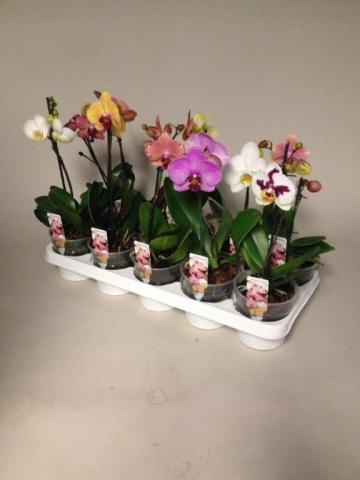 Орхидея Фаленопсис 1 стебло 3+ ф12/Н:40-50 - Орхидеи