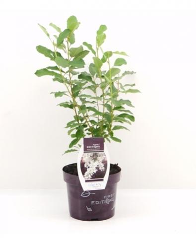 Лотус Exochorda ф21 см Premium - Листопадни храсти и дървета