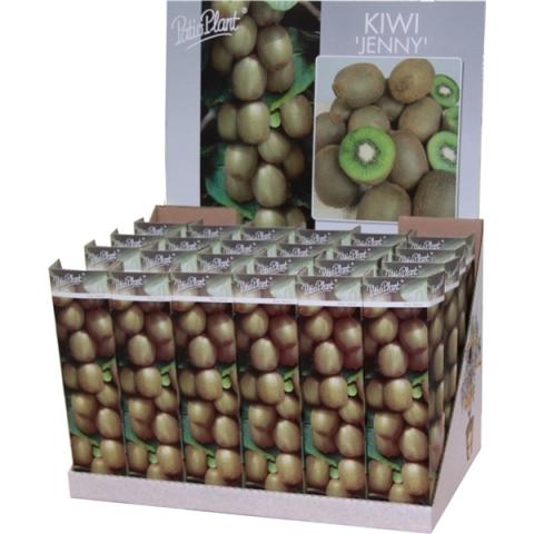 Киви Jenny корен в кутия ф9 см - Овошки и плодни храсти