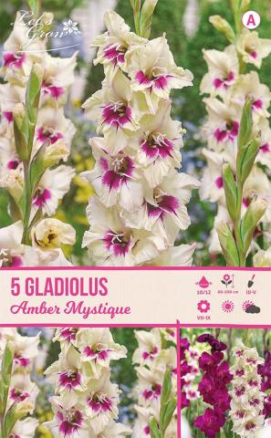 Луковици Let s grow Гладиола Amber Mistique 5бр. - Гладиоли